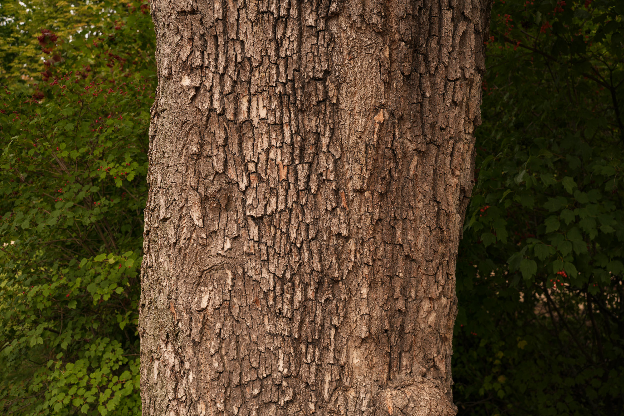 Obiektyw Voigtlander Nokton II 50 mm f/1,2 do Leica M